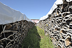 Sugherificio Caputo srl a Tempio Pausania
