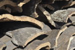 Sugherificio Caputo srl a Tempio Pausania